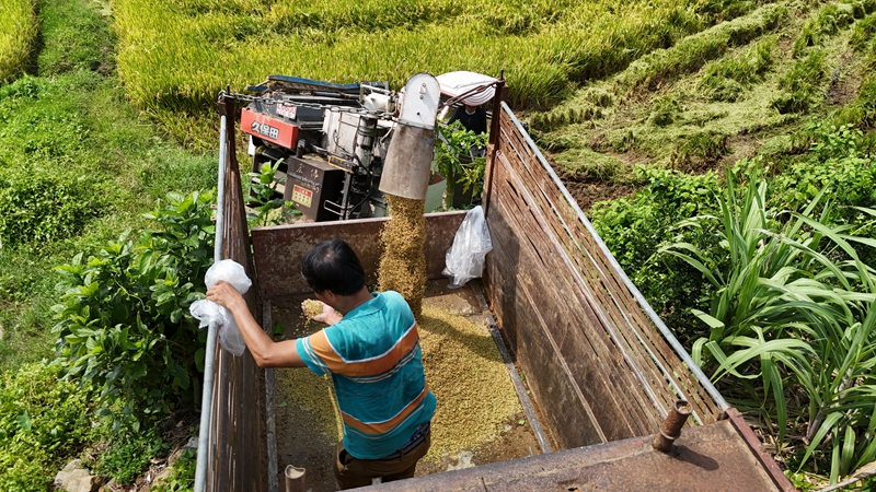 水稻水芹共作，讓撂荒地恢復(fù)生機。蔡天宏供圖