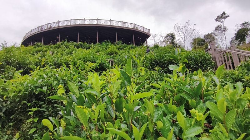 五指山水滿鄉(xiāng)茶園。符澤民攝